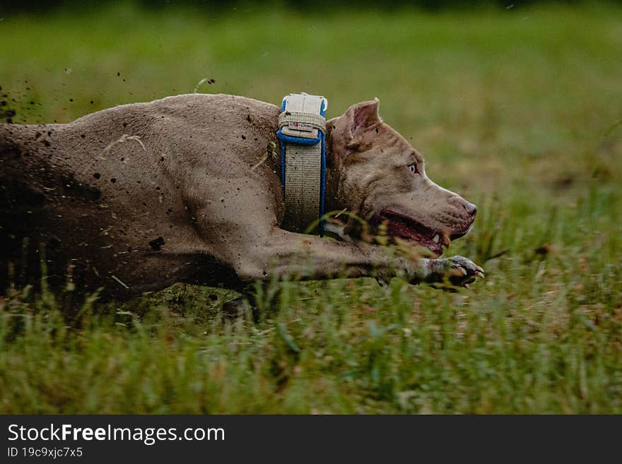 Half of body of Pit Bull Terrier in the field at coursing and racing competition