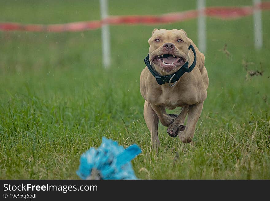 Pit Bull Terrier running fast and chasing lure across green field at dog racing competion