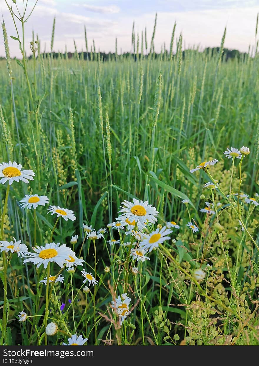 Crop flowers White Green leaves grass