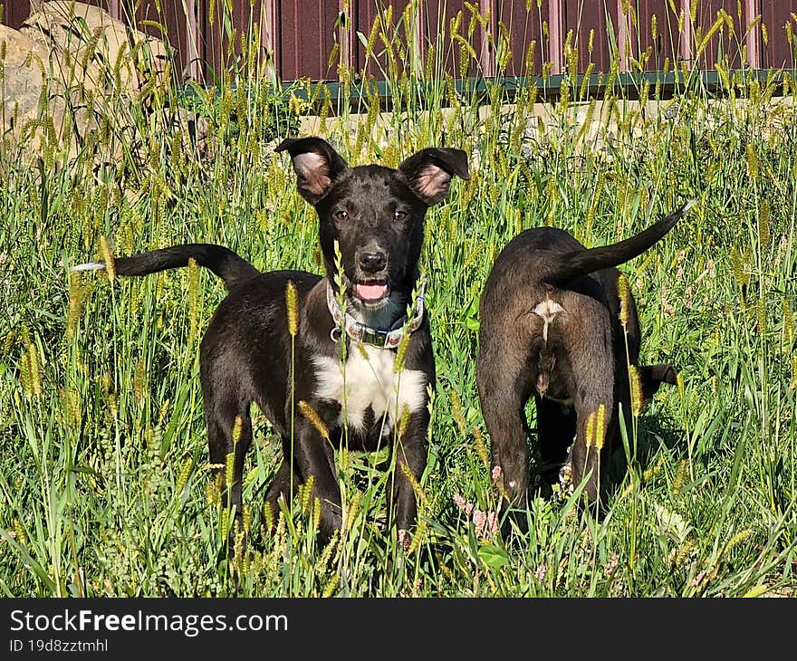 Two Young Australian Kelpie Pups