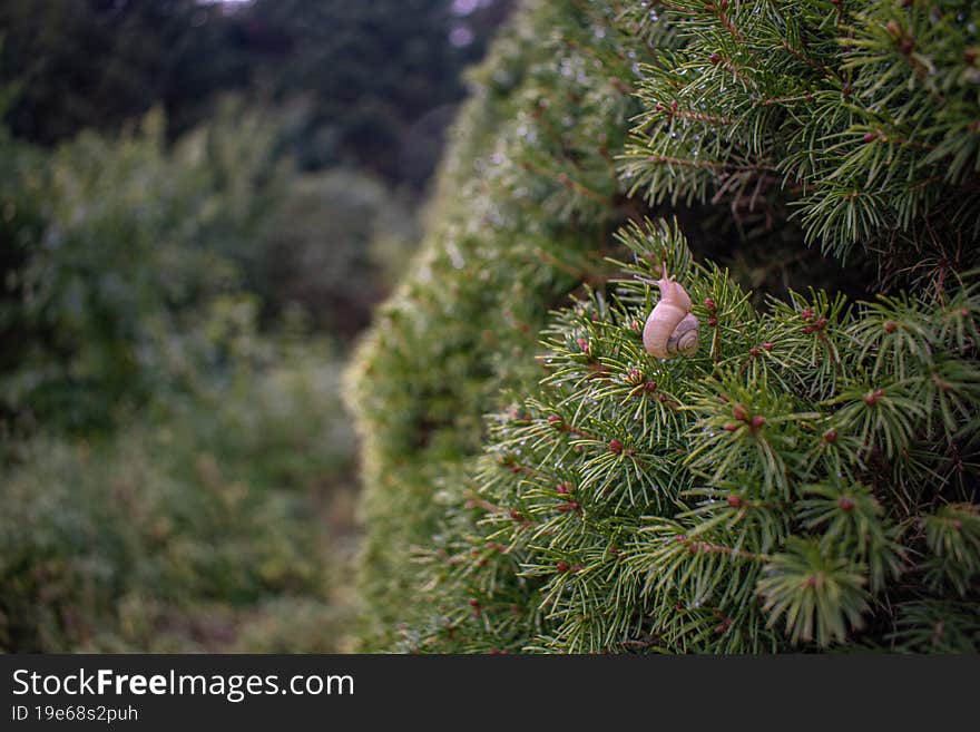 A Beautifull Snail On Pine Needles