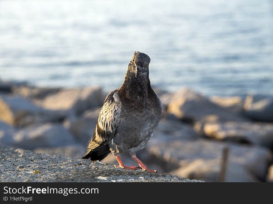 Portrait of a pigeon on the sea