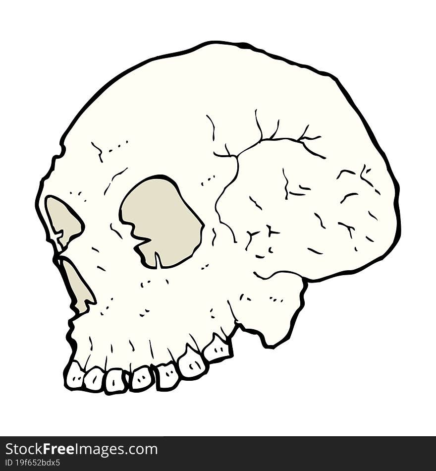 skull illustration