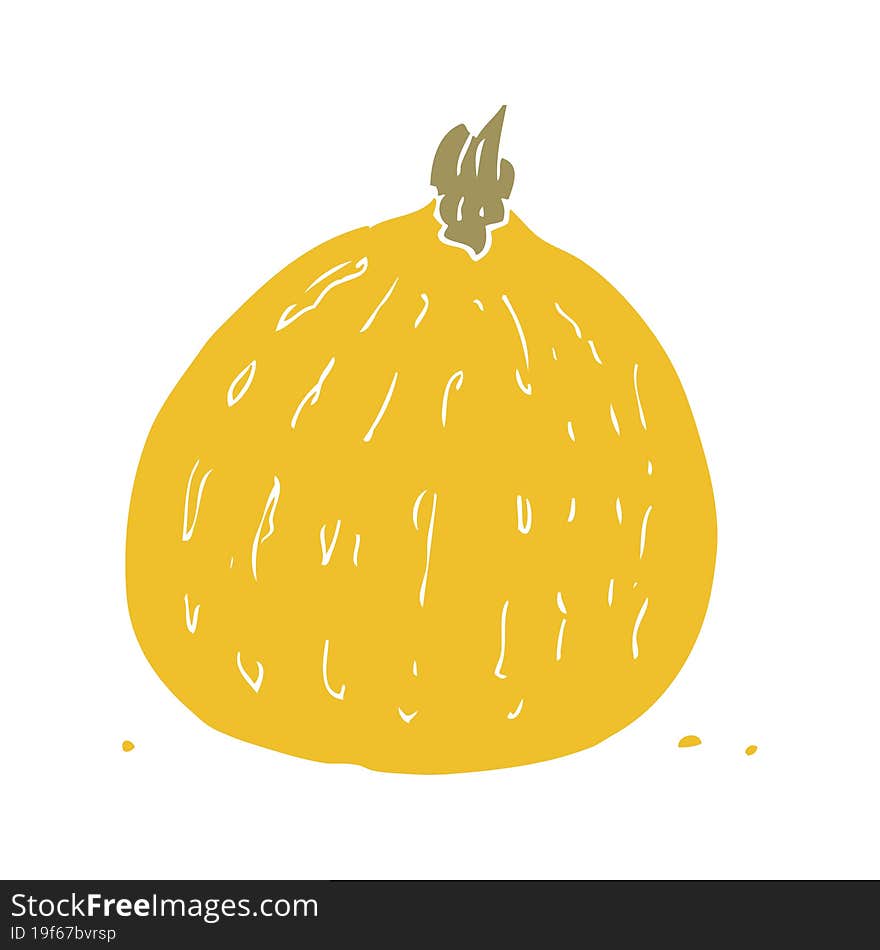 flat color illustration of squash. flat color illustration of squash