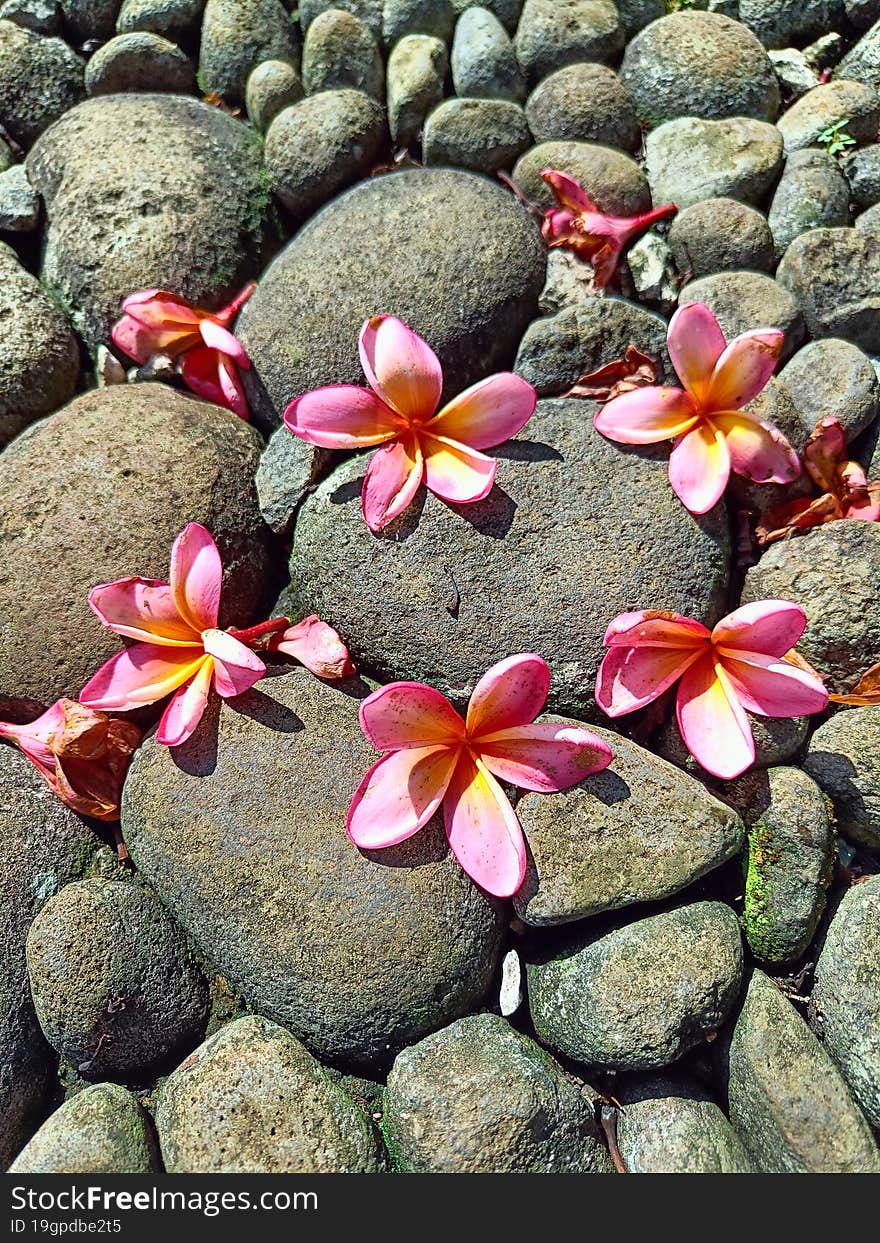 Frangipani Flowers On The Rocks