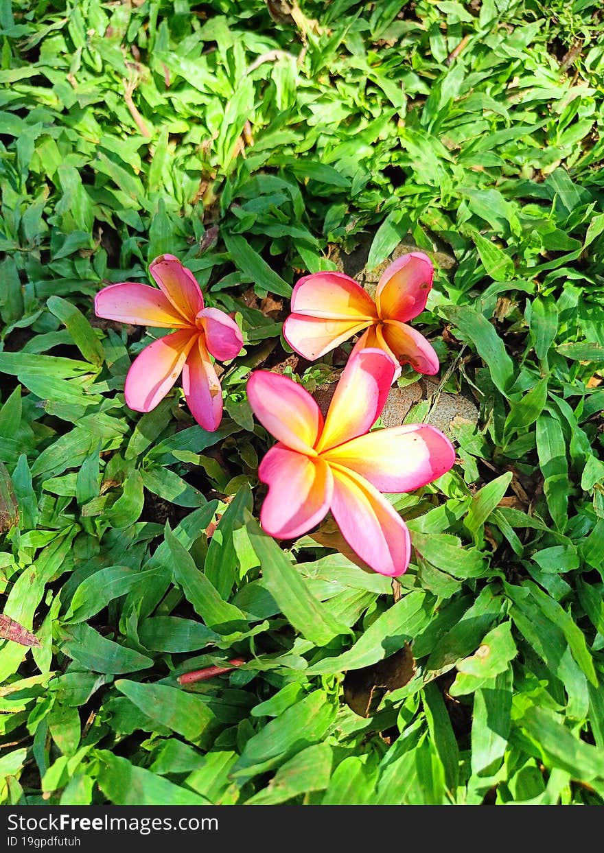 Pink Plumeria Flower On The Green Grass