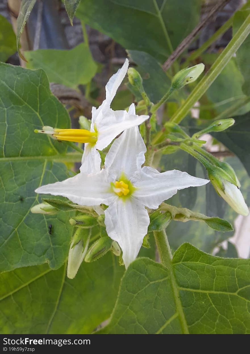 This shows very beautiful Eggplant flowers