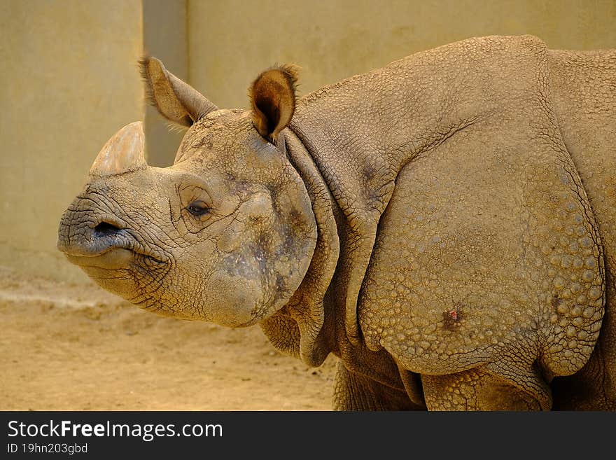 ARMORED INDIAN RHINOCEROS