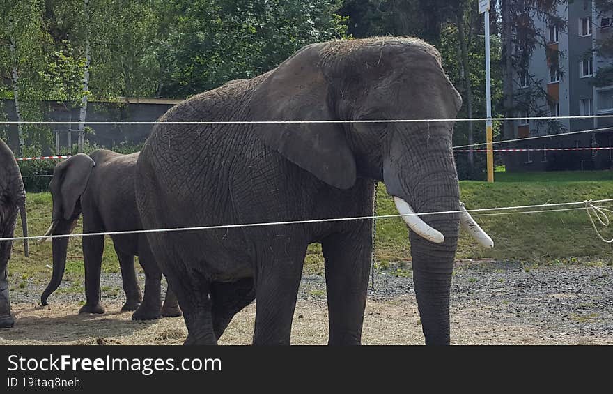 elefant zoo czech republic savana