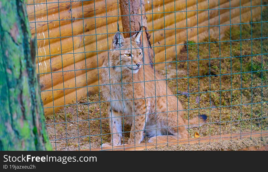 Sad And Lonely Lynx In The Zoo. The Animal Sits In A Cramped Cage Behind An Iron Grate.