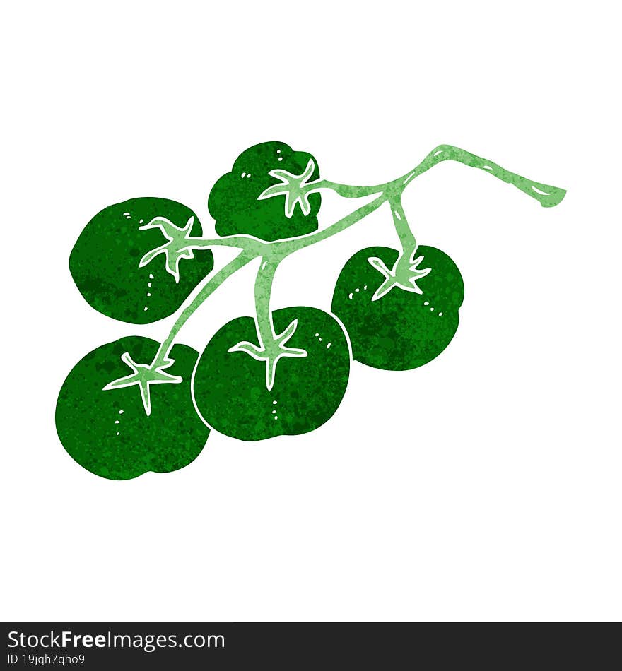 green tomatoes on vine illustration