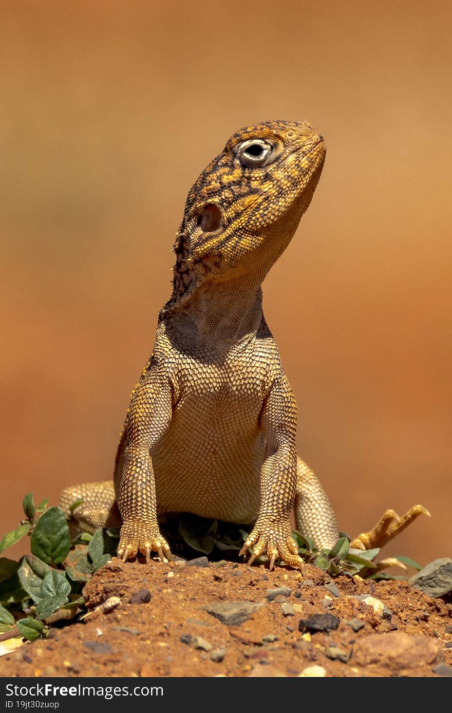 Small dragon lizard with variable skin tone and a netted pattern on its back. Small dragon lizard with variable skin tone and a netted pattern on its back.