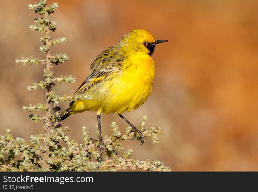 Adult bird with brilliant plumage looking for chick nearby. Adult bird with brilliant plumage looking for chick nearby.