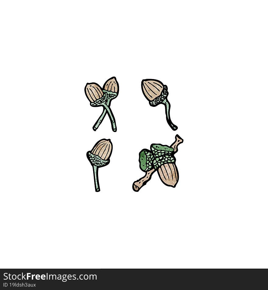 Acorns Illustation