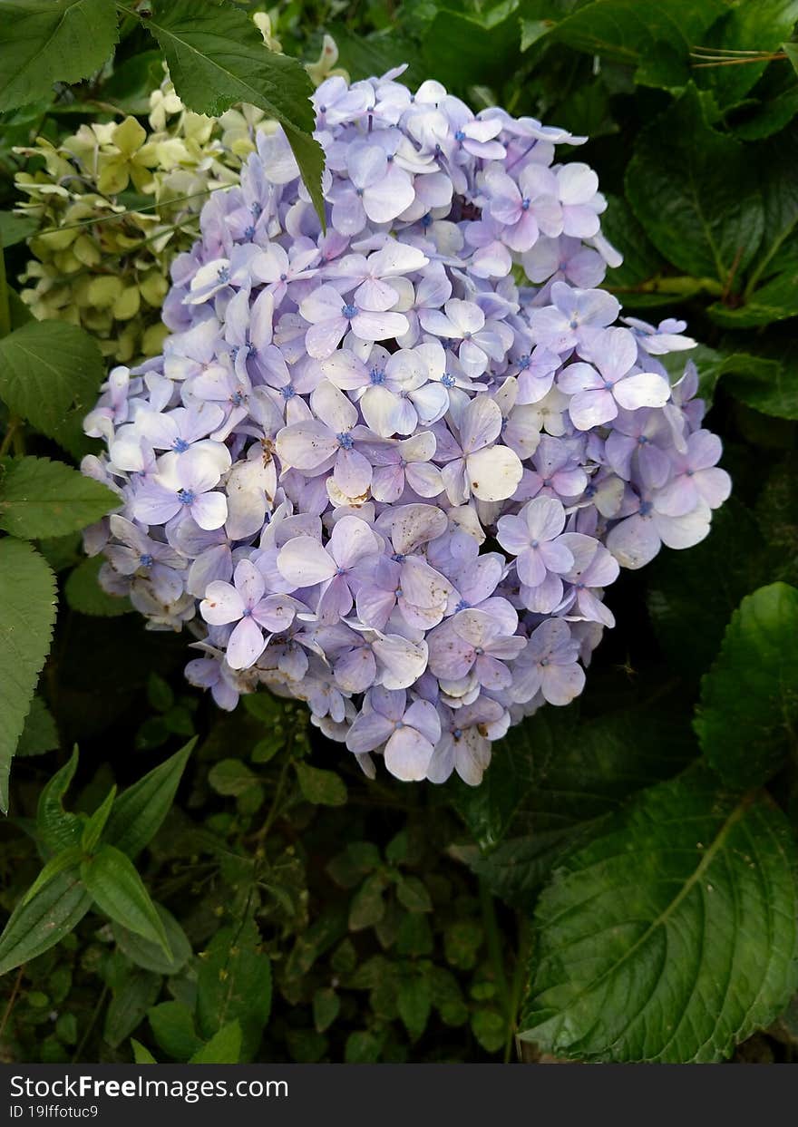 Many blue hydrangea flowers growing in the garden, floral background