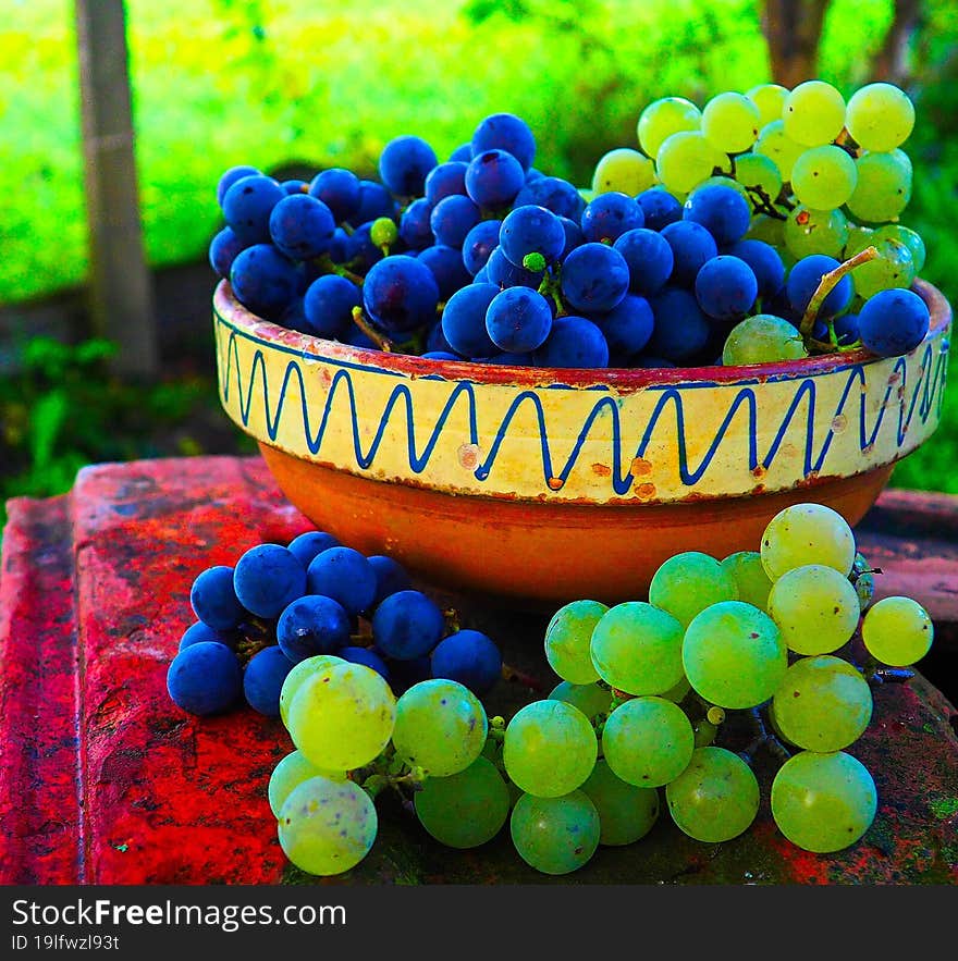 harvest autumn grapes for healthy lufe