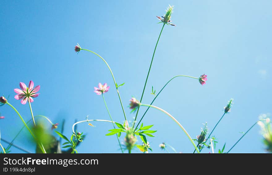 pink shrub flower in the summertime