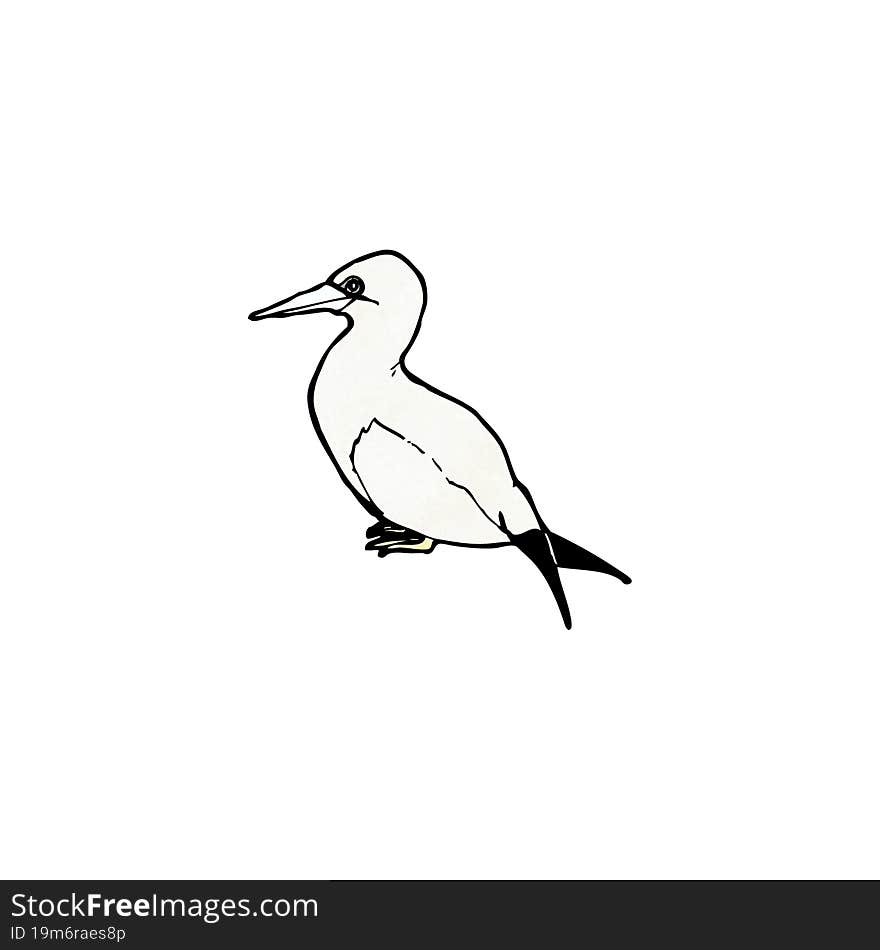 sea bird illustration