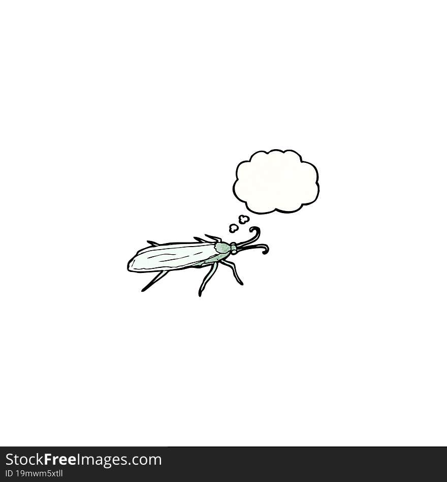 Insect Illustration