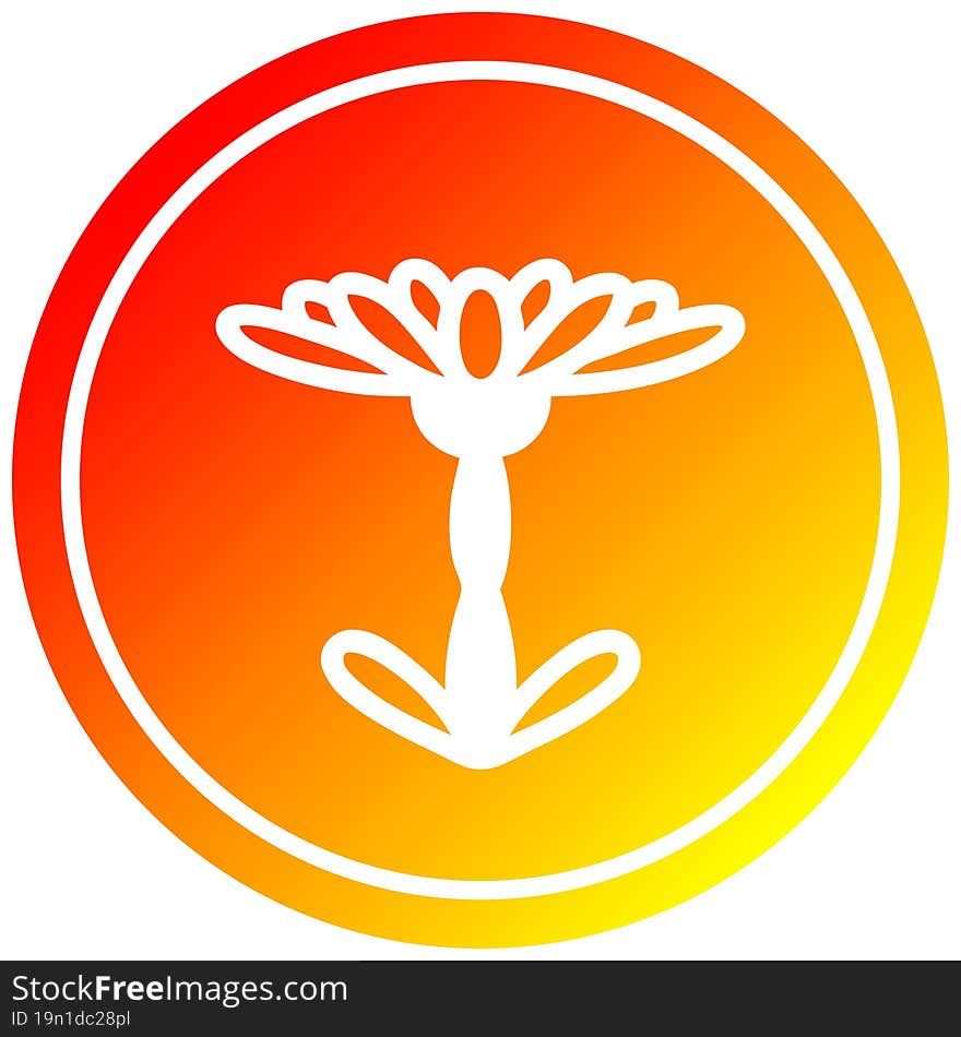 blooming flower circular in hot gradient spectrum