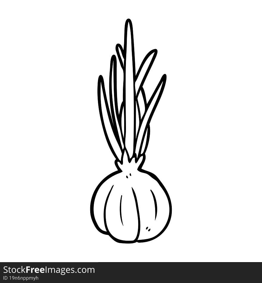 line drawing of a garlic bulb. line drawing of a garlic bulb