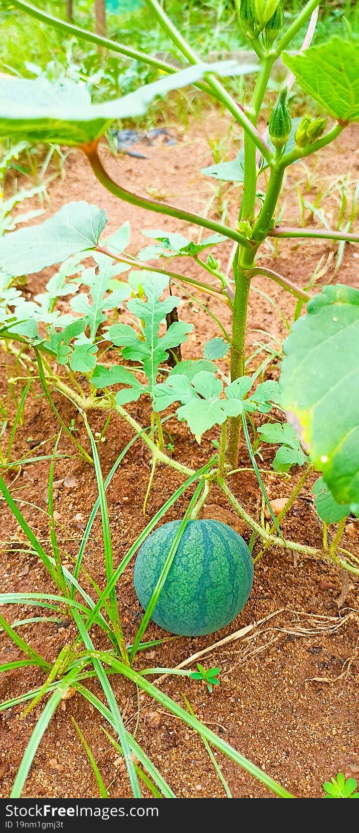 Small watermelon fruit and the vine