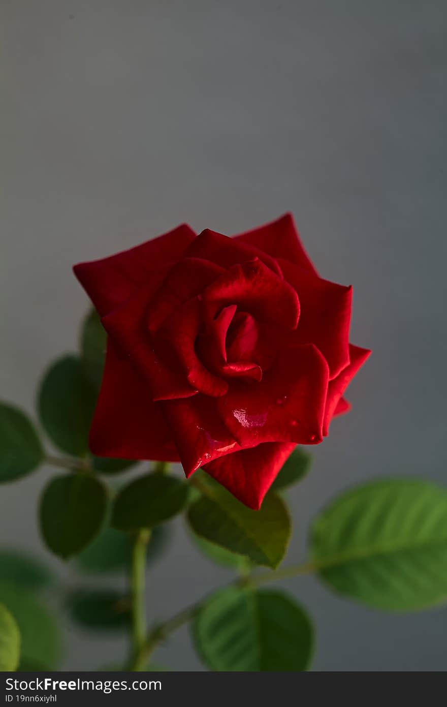 Red Rose On A Neutral Background Seen Up Close