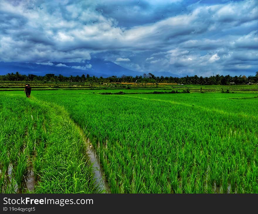 rice field with mountain and cloud in the background