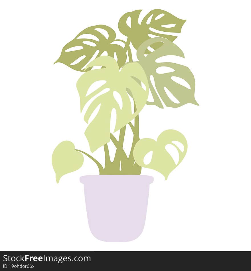 monstera plant