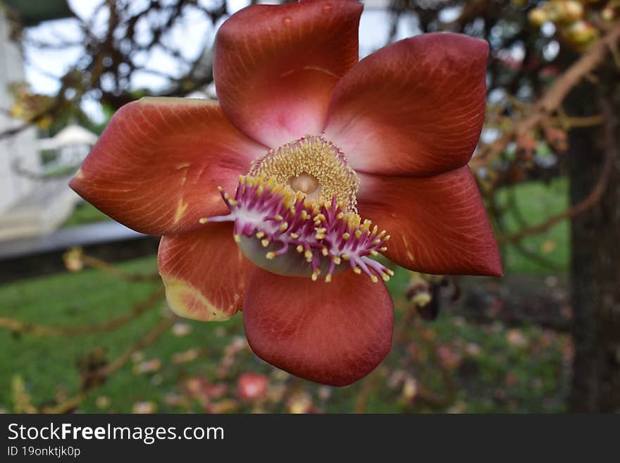 A Macro Shot of a Red Cannon Ball Flower from a Couroupita guianensis or Cannon Ball Tree in Trinidad, West Indies.