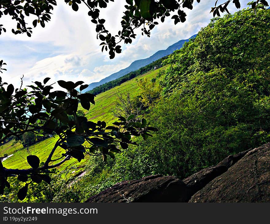 Distant mountains visible through the trees