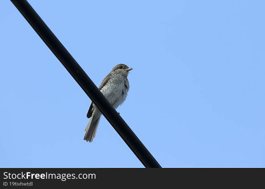 A red-backed shrike & x28 Lanius collurio& x29  perching on wire