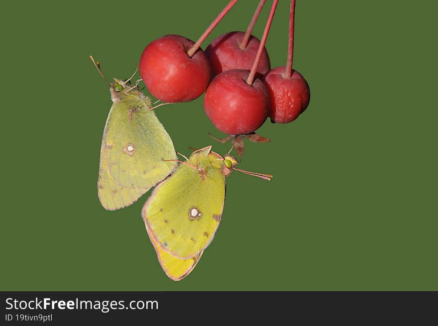 Mating couple of clouded yellow & x28 Colias croceus& x29  butterfly