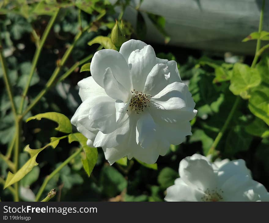 White rose flower on green background