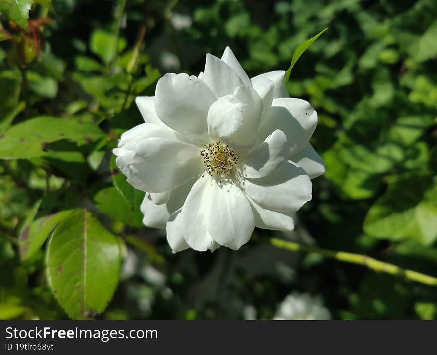 White rose flower on green background