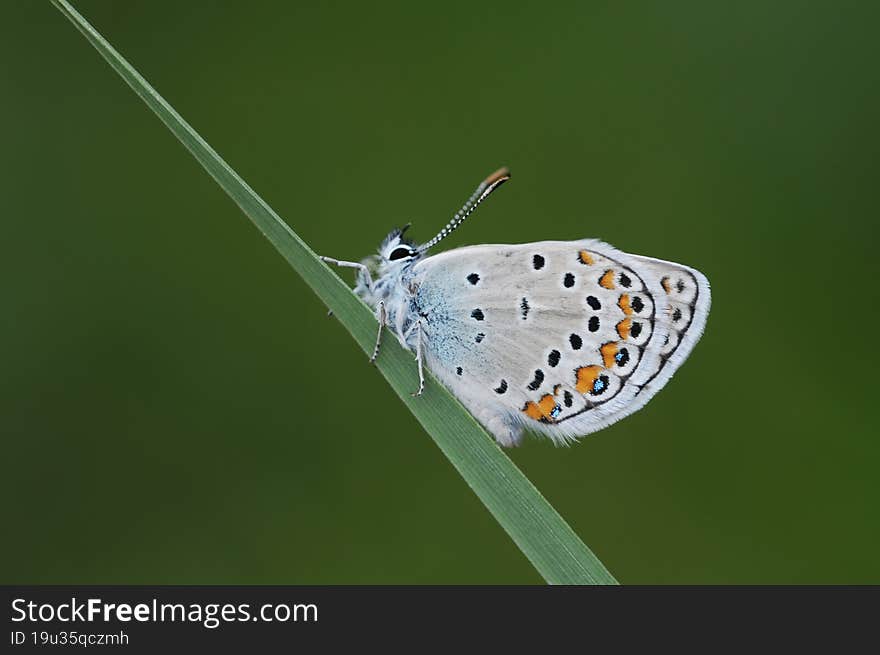 Silver-studded blue is a butterfly in the family Lycaenidae.