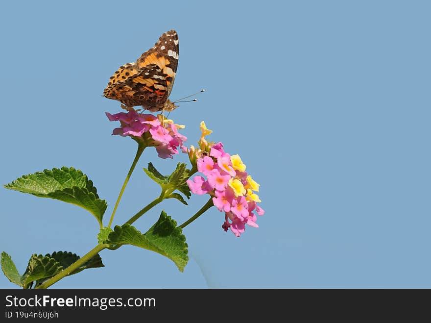 A painted lady butterfly nectaring on lantana flowers