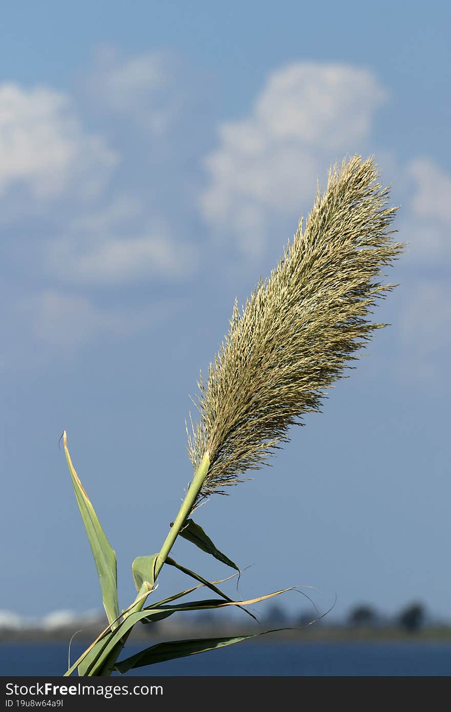 A fresh tassel of giant reed