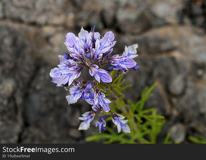 Purple teucrium flowers on a rocky field