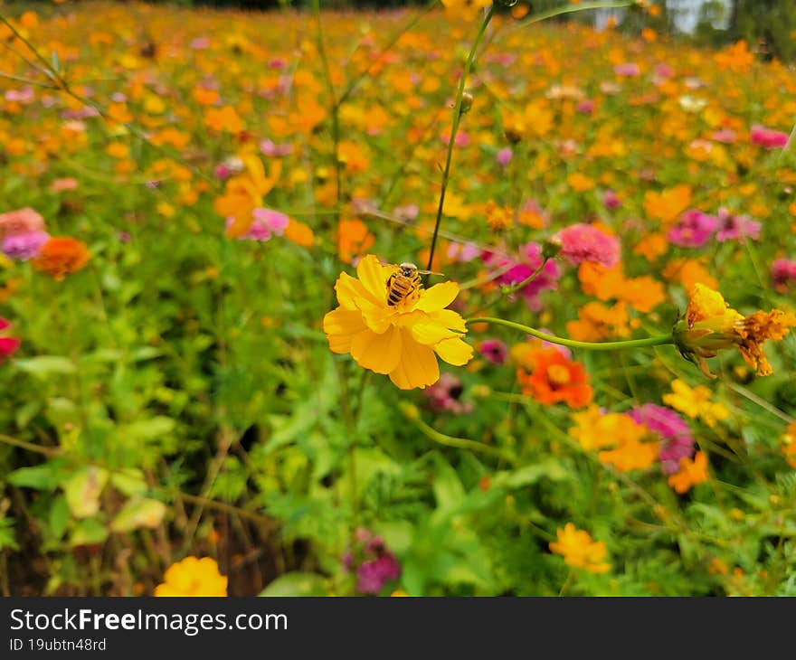 Yellow flower, Bee on a Flower