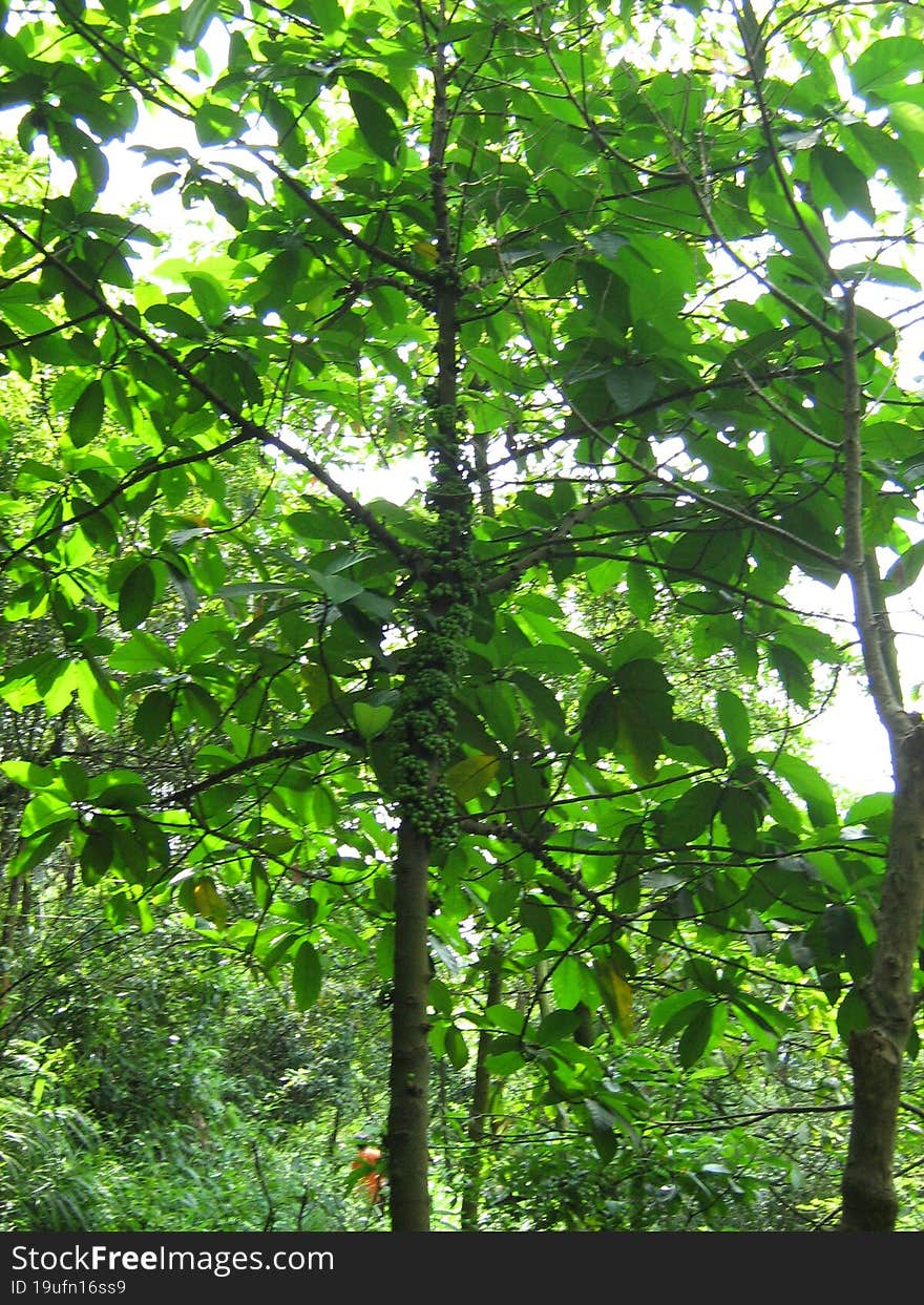 Variegated banyan, a strange plant, has fruit on its trunk Origin: China. Variegated banyan, a strange plant, has fruit on its trunk Origin: China