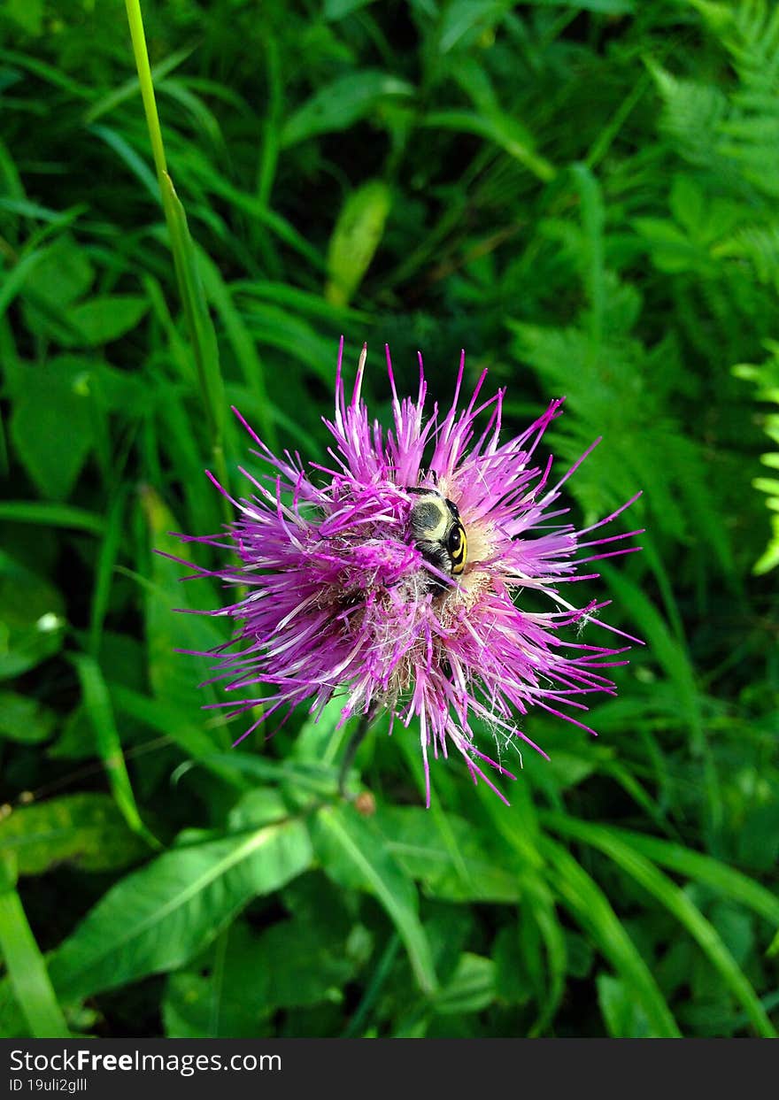 Close-up photo of a purple flower and a bumblebee, macro photo.