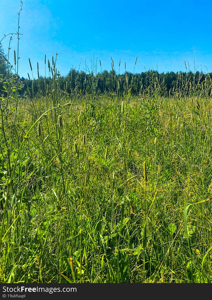 Green grass and sky, summer photography.