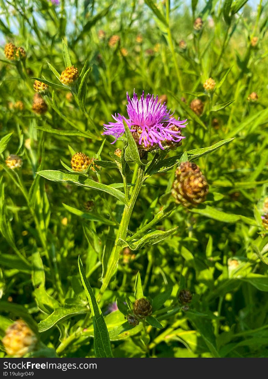 Burdock flower in green grass in summer.