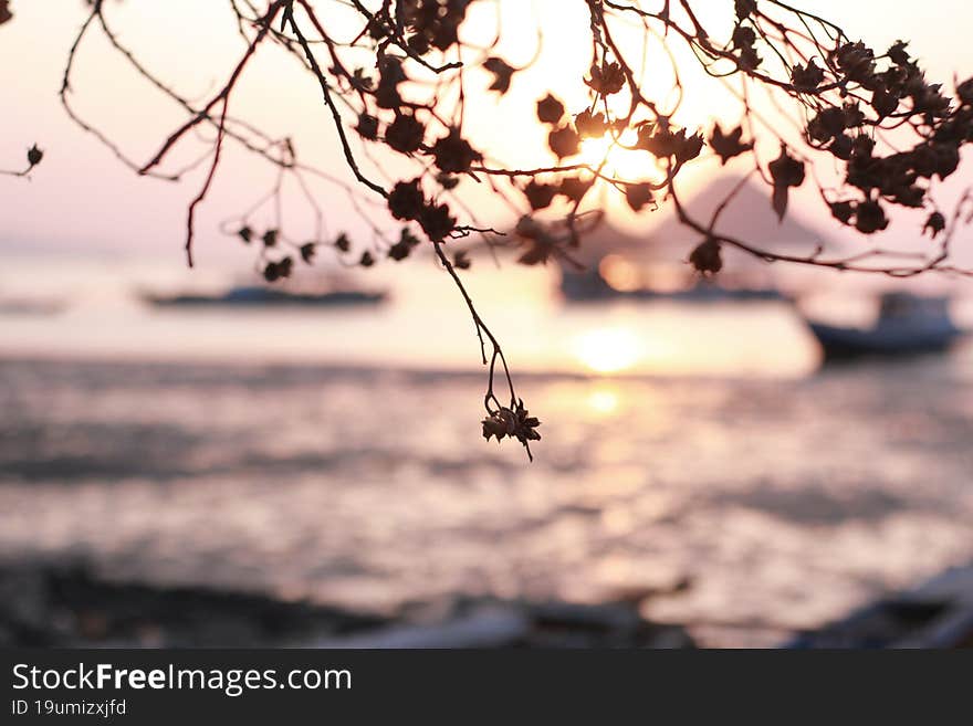 Dried leaves on sunset background.