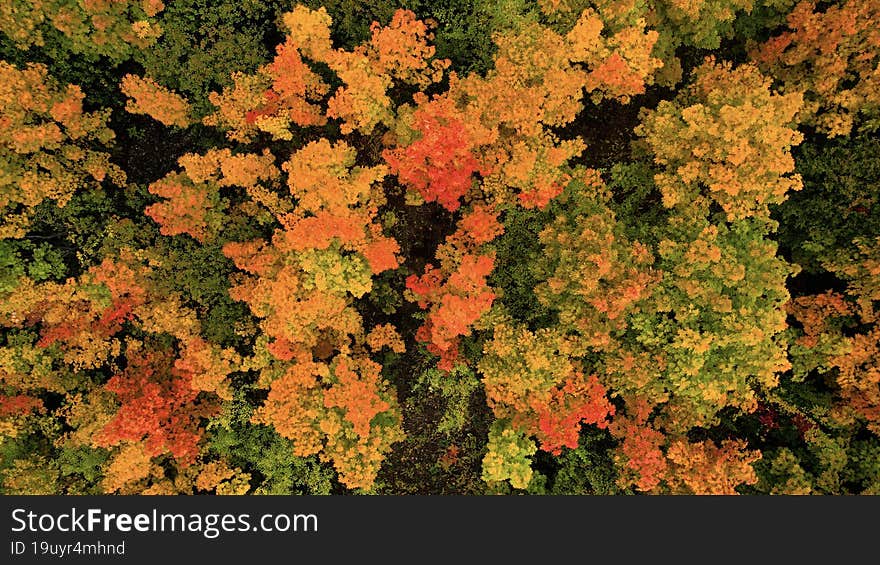 Autumn colors in the forest. Aerial view of the autumn forest.