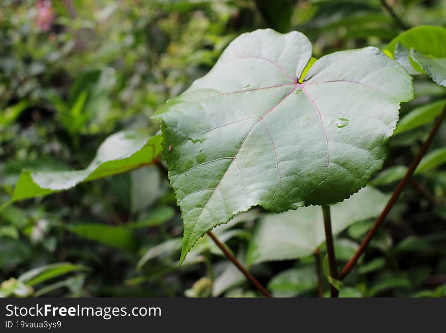 a leaf after rain in the morning