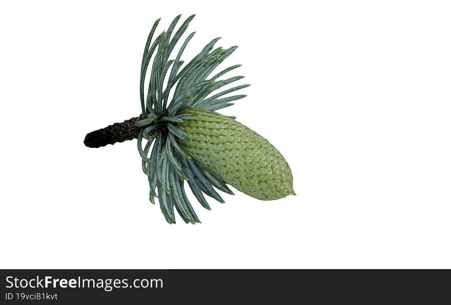 Cone of atlas cedar tree