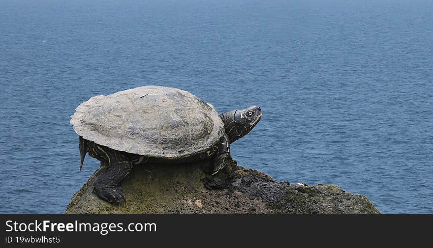 A Pond Turtle Enjoying With Sunlight In A Spring Day