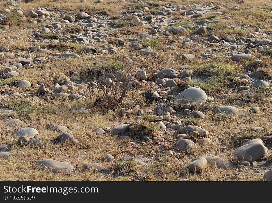 view of a rocky terrain by a wetland
